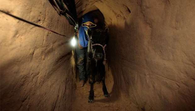 A calf inside a tunnel beneath the Gaza border