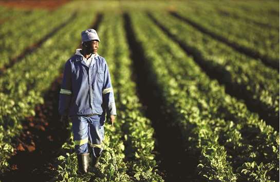 A farm worker walks between rows of vegetables at a farm in Eikenhof, south of Johannesburg.
