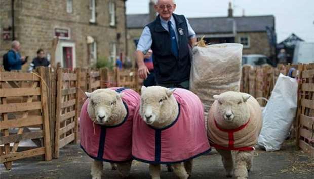 Sheep being moved into pens before being judged at the Masham Sheep Fair in Masham, northern England in this file picture.