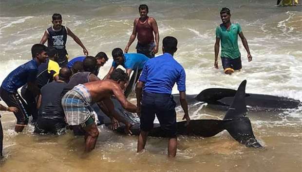 Members of the Sri Lankan Navy and local residents rescued a pod of about 20 stranded pilot whales off the island's northeastern coast on Wednesday near the port of Trincomalee.