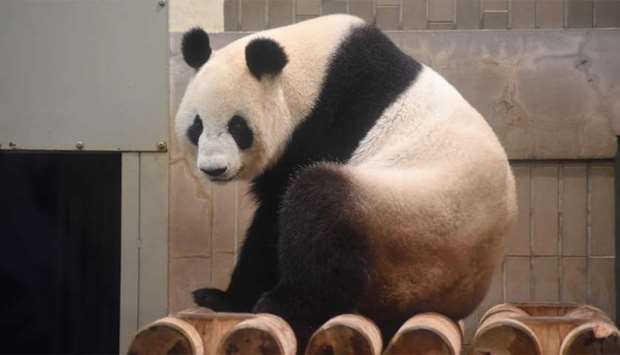 11-year-old female giant panda Shin Shin