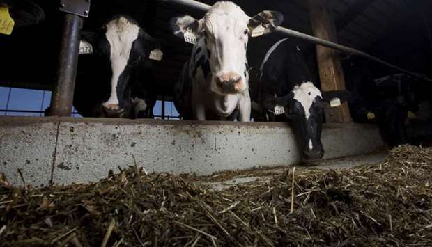Cows stand at the Loewith dairy farm in Lynden, Ontario on Tuesday July 16, 2013. Photographer: Brent Lewin/Bloomberg