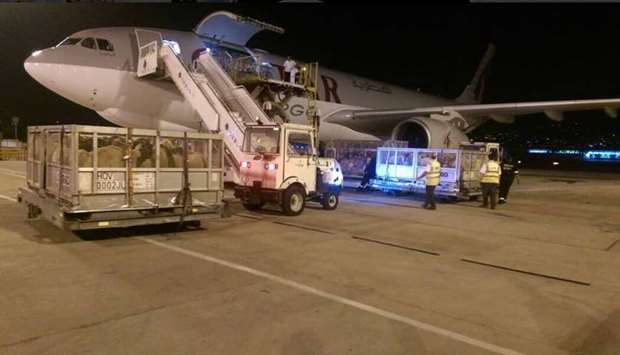 Arabic sheep transported by Qatar Airways Cargo aircraft being unloaded.
