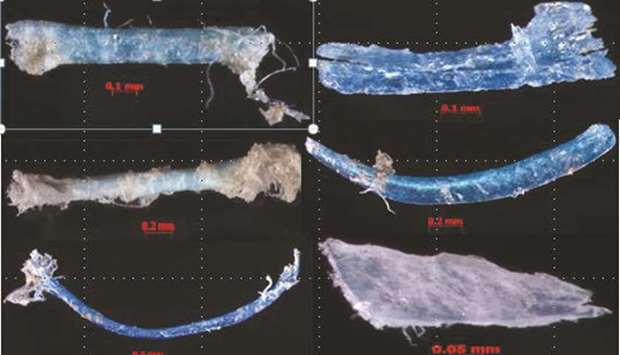 A sample of microplastics found in waters off Qatar.