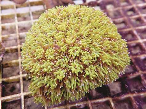 A coral growing at a marine farm at the Swire Institute of Marine Science in Hong Kong.