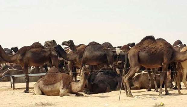 A herd of camels rest after being brought back from Saudi Arabia.