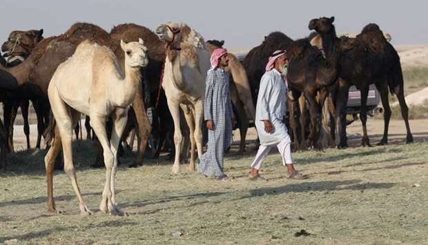 Camels cross Saudi Arabia's remote desert border into Qatar