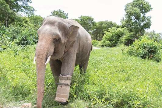 Chhouk, a permanent resident of Phnom Tamao Wildlife Rescue Centre, walks with his prosthetic leg which was removed after he was caught in a hunteru2019s snare as a baby.