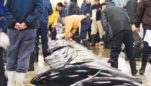 Fishmongers checking bluefin tuna prior to the new yearu2019s first auction at the Tsukiji fish market in Tokyo.
