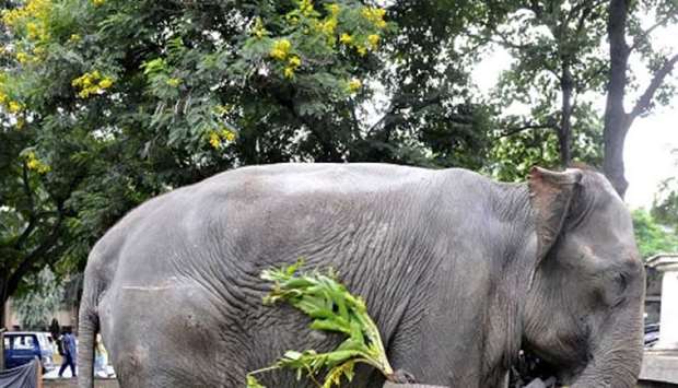 Encounters between humans and elephants are increasing in India's rural areas, say experts. 