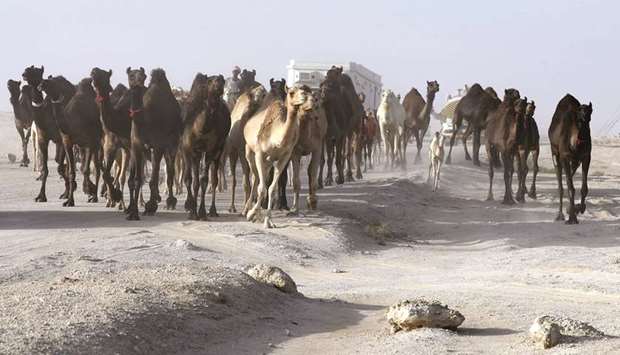 Qatari men herd camels in a desert area on the Qatari side of the Abu Samra border crossing.
