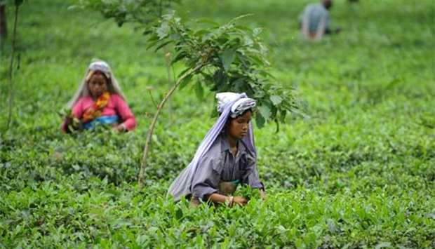 Indian labourers plucking tea leaves in the Dagapur Tea Garden on the outskirts of Siliguri in this file picture.