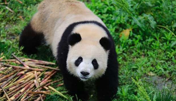 Meng Meng, one of two giant pandas destined for Germany