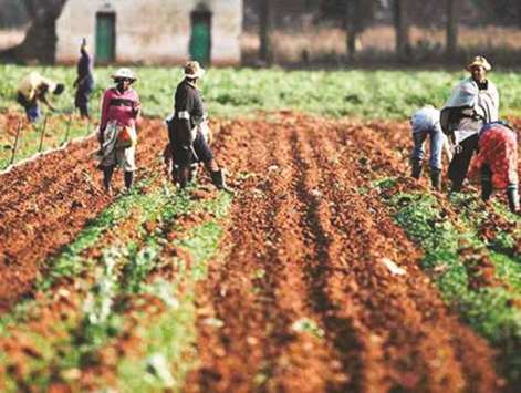 Farm workers work at a farm near Accra.