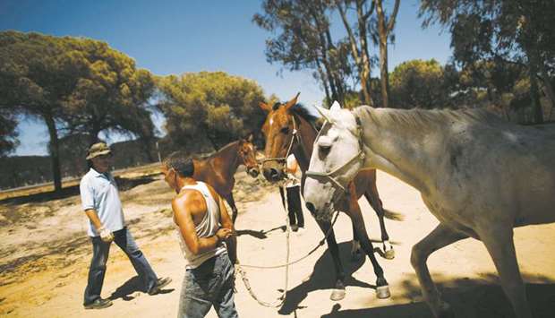 Locals lead horses to a safe area from a burnt camping area following a forest fire near Donana National Park, in Matalascanas, southern Spain.