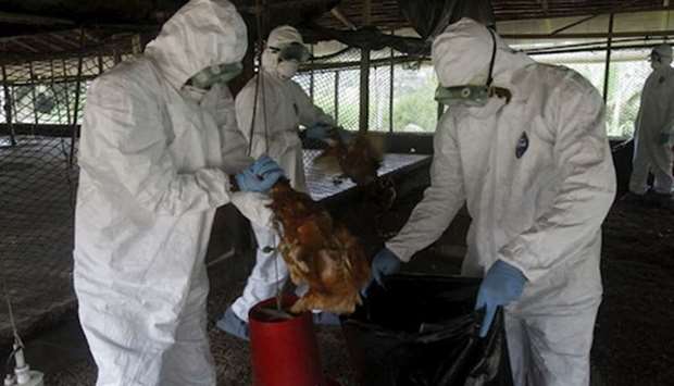 Workers from the Animal Protection Ministry cull chickens to contain an outbreak of bird flu in Ivory Coast