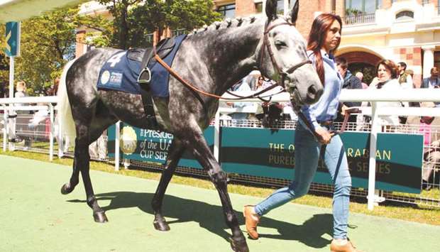 His Highness Sheikh Mohamed bin Khalifa al-Thaniu2019s Shau2019Hir won Stockholm Arabian Cup.