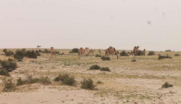 Most of the cases were about violating the ban on grazing of camels in the open.