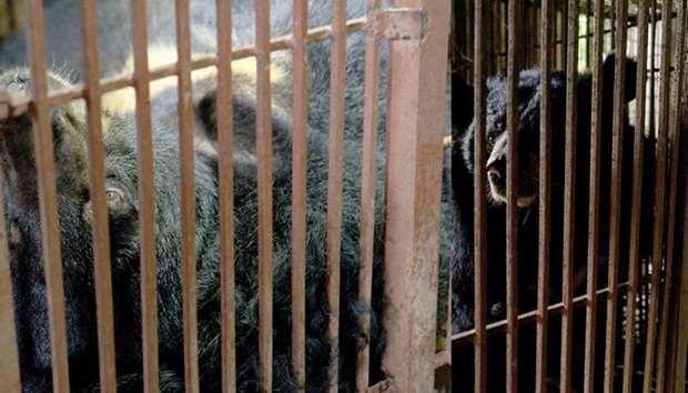 An Asiatic black bear sits in its cage at a farm previously used for extracting bear bile in Ninh Binh province, northern Vietnam.