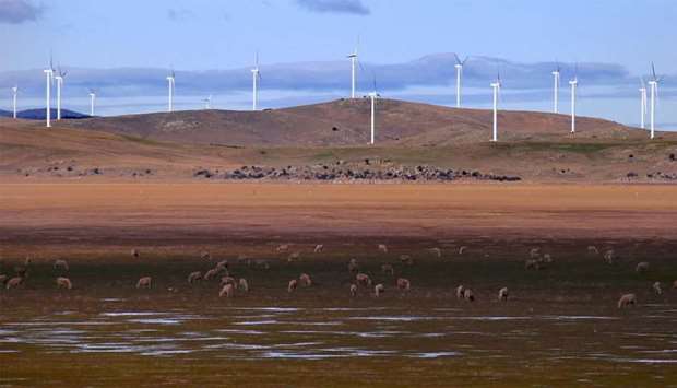 Sheep graze in front of Windfarm located in Canberra, Australia