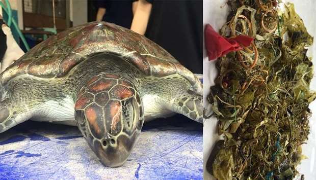 (right) Debris removed by government veterinarians from the stomach of a green turtle