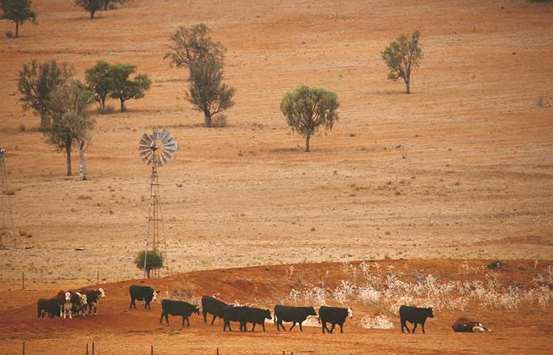 Cattle walk past an empty dam and old windmill in a drought-affected paddock on a property located west of the town of Gunnedah, located in the north-west of New South Wales in Australia.
