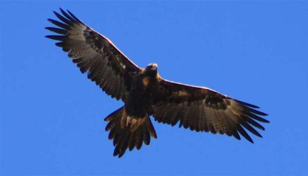 Wedge-tailed eagle