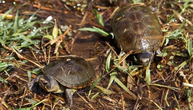 View of two Vallarta mud turtles (Kinosternon Vogti) in a river in Puerto Vallarta