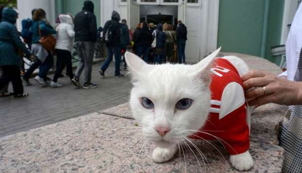 Achilles the cat, one of the State Hermitage Museum mice hunters, is pictured outside the museum in Saint Petersburg.