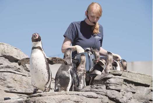 FEEDING: Anna May, animal trainer, feeds penguins at the Ozeaneum in Germany.