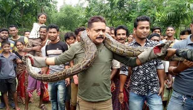 Forest range officer Sanjay Dutta holds a python at Sahebbari village in Jalpaiguri district, some 35 km from Siliguri.