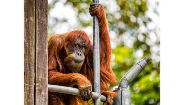 Sumatran orangutan known as Puan is seen at Perth Zoo. File picture