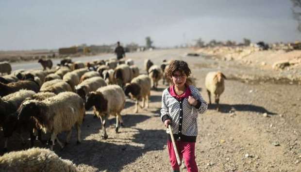 A shepherd child with the flock. AFP file picture