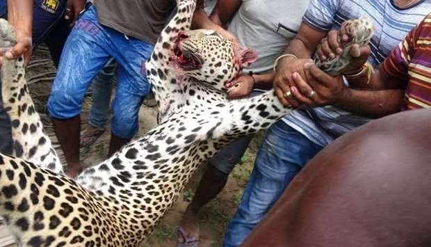 Villages drags away the killed leopard. Picture posted on social media.