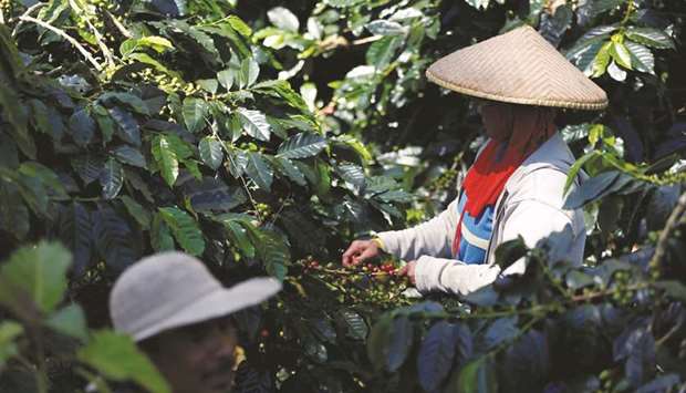 Workers harvest arabica coffee cherries at a plantation near Pangalengan, West Java. For decades, Indonesia has supplied coffee roasters worldwide with prized beans that give a distinctive taste to brews favoured by connoisseurs.
