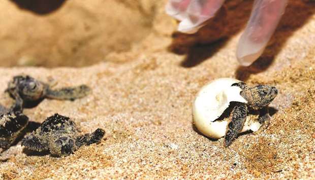 A turtle hatchling emerges from the egg.