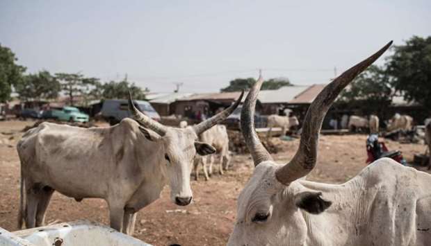 This file picture taken on February 23, 2017 shows two cattle at a livestock yard in Kaduna, northwest Nigeria.