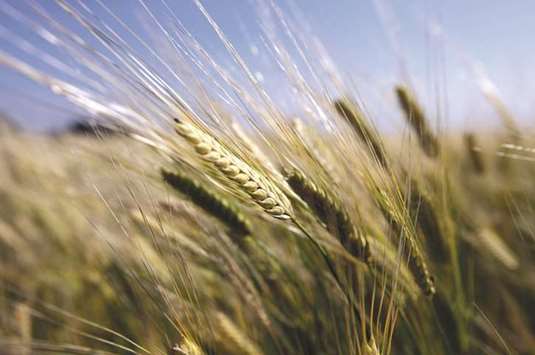 Global wheat inventories are forecast to drop 2.3% in the 2018-2019 season to 264.3mn metric tonnes, according to the US Department of Agriculture