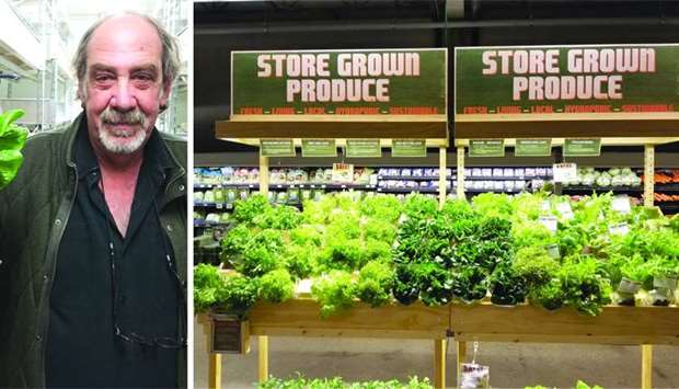 Glenn Behrman; Some of the leafy vegetables produced through indoor farming