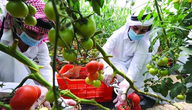 Students harvesting Khayr Qatarna producernrn