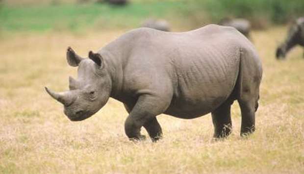 The magnificent horn is the reason that more than 7,000 rhinos have been killed in South Africa in the past decade.