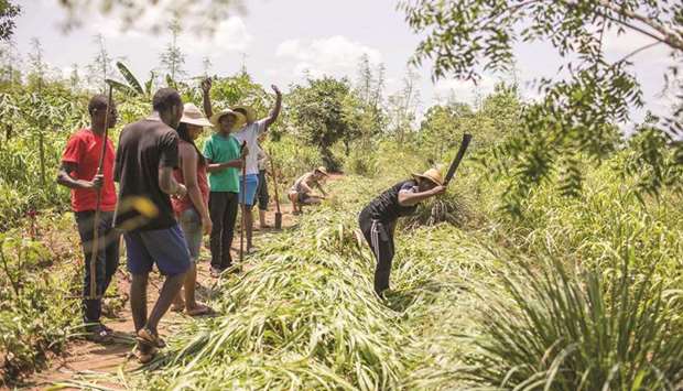 Participants to an u2018agro-bootcampu2019 cheer as a colleague uses a machete on a plant in Tori-Bossito.