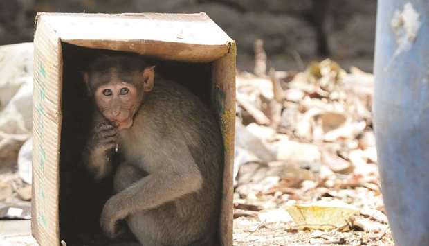 A monkey sits inside a cardboard box to protect itself from the heat on a hot summer day at Guindy Childrenu2019s Park in Chennai yesterday.