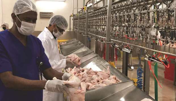 Veterinarians inspecting slaughtered chicken at a poultry processing facility.
