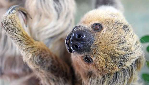 Sloth ,Paula, hangs from a branch in her enclosure at the zoo in Halle an der Saale, eastern Germany. AFP