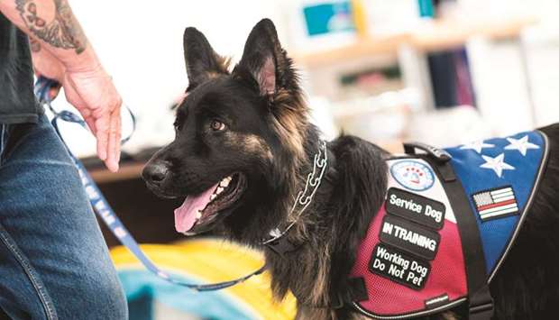 A service dog waits for training at the Paws of War office in Nesconset, Long Island, New York.