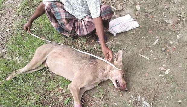 In this handout photo, a man measuring the corpse of an Indian grey wolf, the first to be seen in the region in eight decades, at Taltali town near the Sundarbans mangrove forest in Bangladesh.