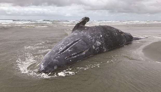 An April 3, 2019, photo of a dead grey whale washed up on a beach in Leadbetter Point State Park, Washington state.