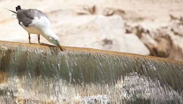 A seagull drinks water from the Trevi Fountain in Rome during an unusually early summer heatwave.