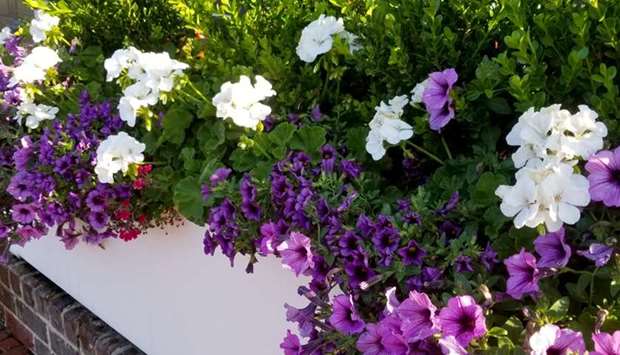 TOUGH: Calliope Medium White geranium is tough in southern heat and humidity.